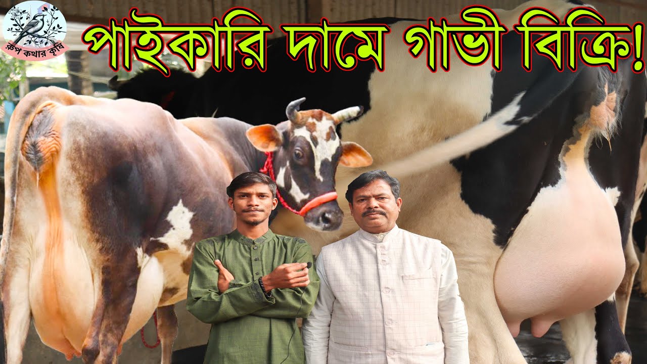 মোস্তাক ডেইরি ফার্ম এ কাস্টোমার রিভিউ! প্রেগনেন্ট তিন গাভীতে দুধ থাকবে ৪৩ লিটার।সারা দেশ গ্যারান্টি!
