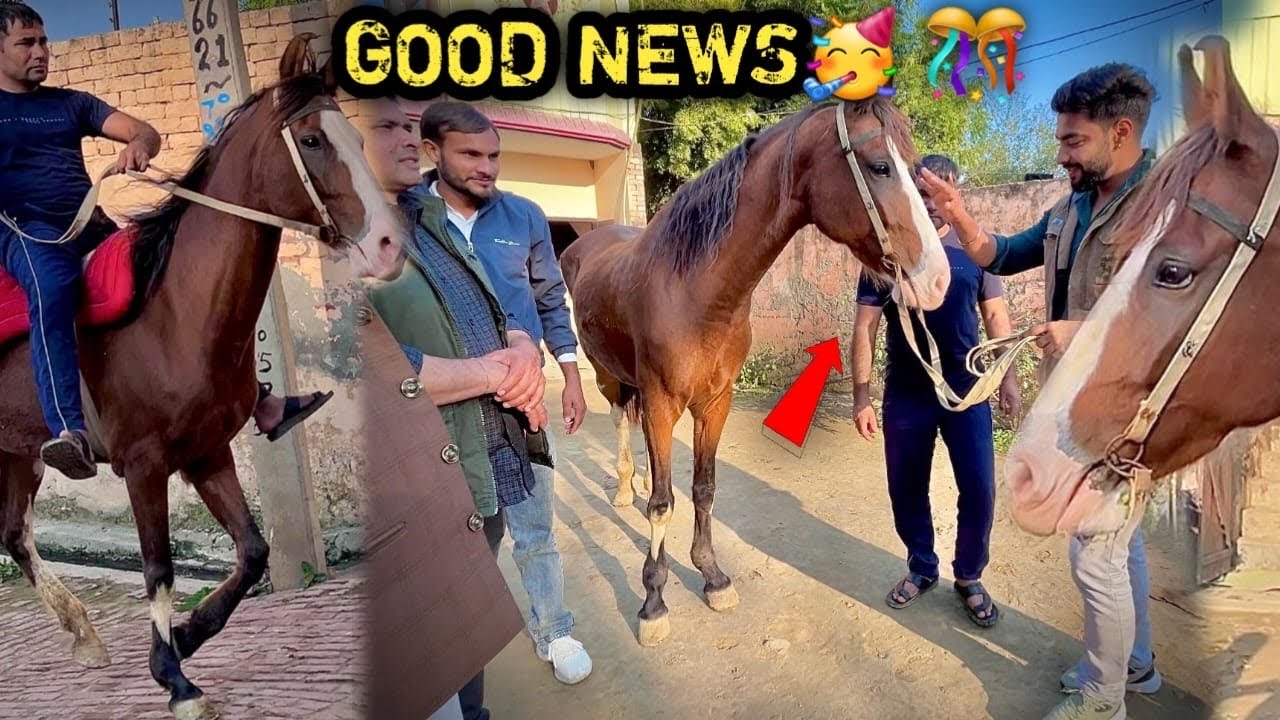 BADHAI HO🥂🥳 PEHELWAN FARMS Par Ek Or Big Ghodi Aa Rahi Hai😍DEAL SUCCESSFUL 🔥Pari Ki Behen Hai Bilkul