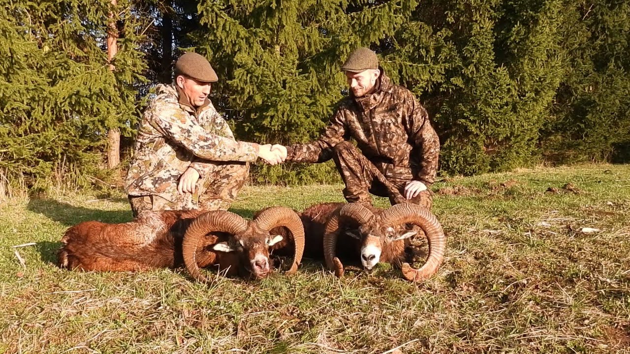 Muflon jagt 2026 Tjekkiet