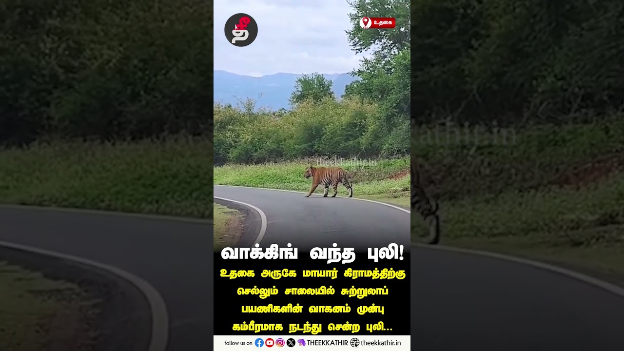 வாக்கிங் வந்த புலி!