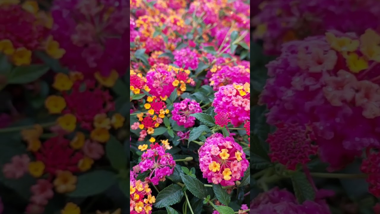 Lantana #lantana #plantas #shorts