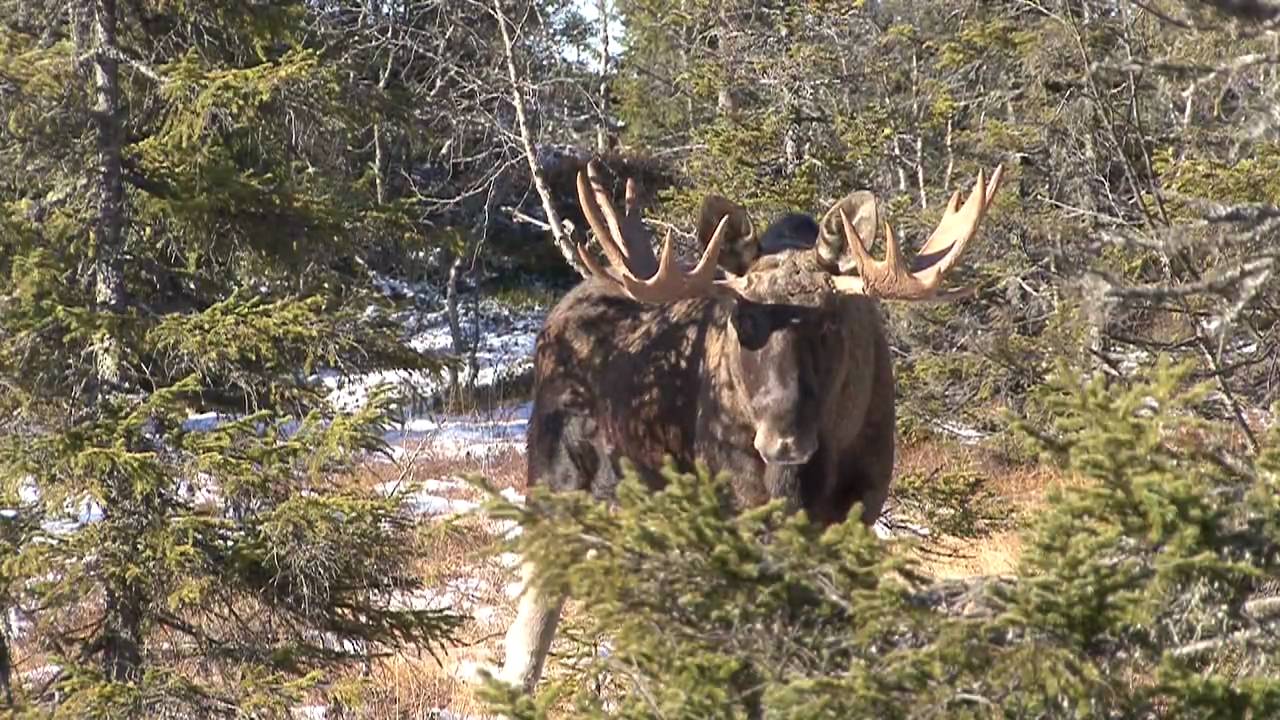 STOR ELGOKSE I TELEMARK