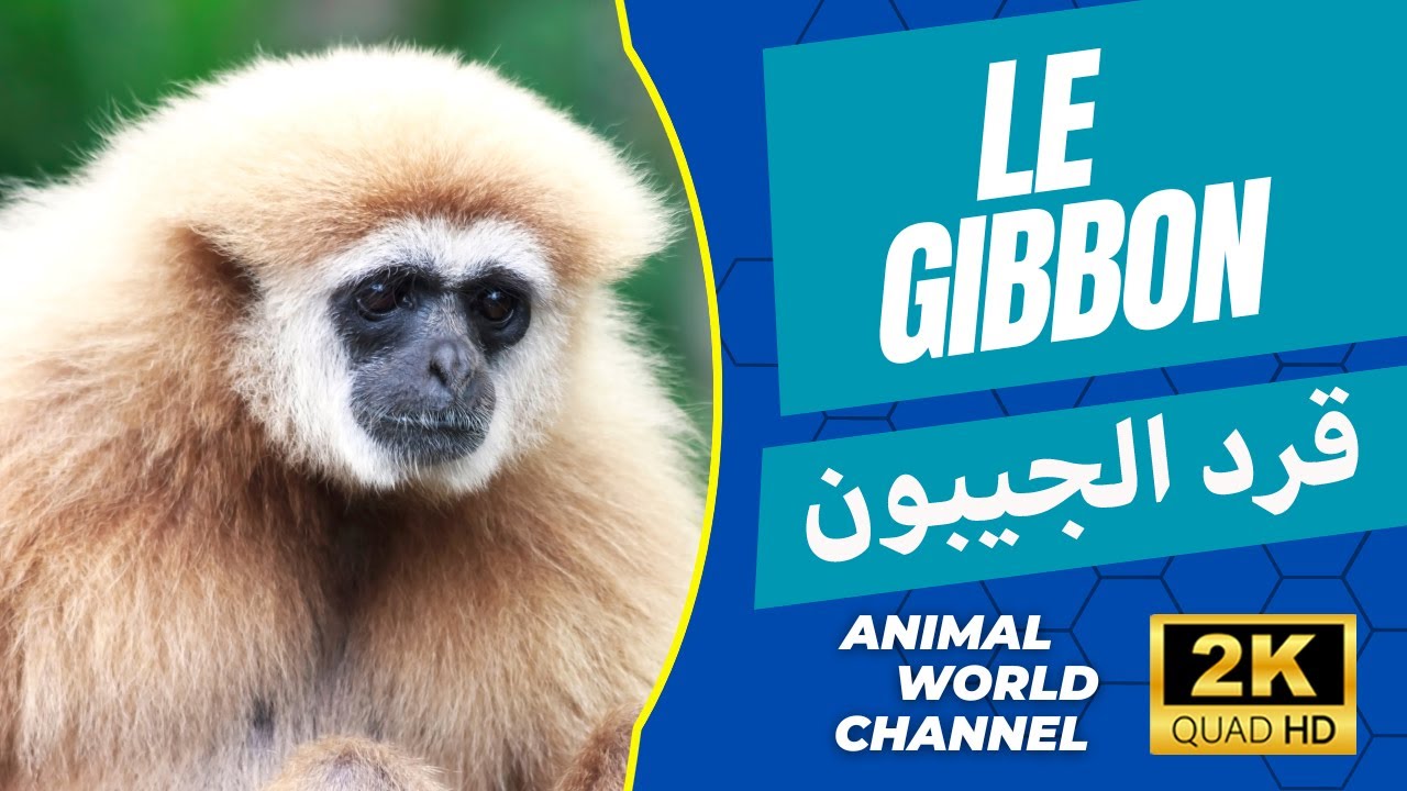 Les gibbons sont des singes dépourvus de queue, qui se caractérisent par leurs très longs bras