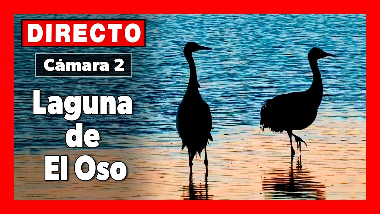💚 LAGUNA de EL OSO 🔴 DIRECTO (C&aacute;mara 2 | &Aacute;vila)
