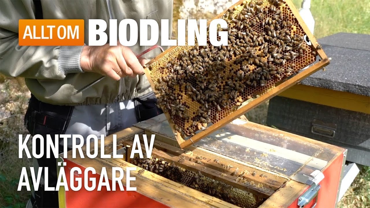 Kontroll av avläggare - Biodling