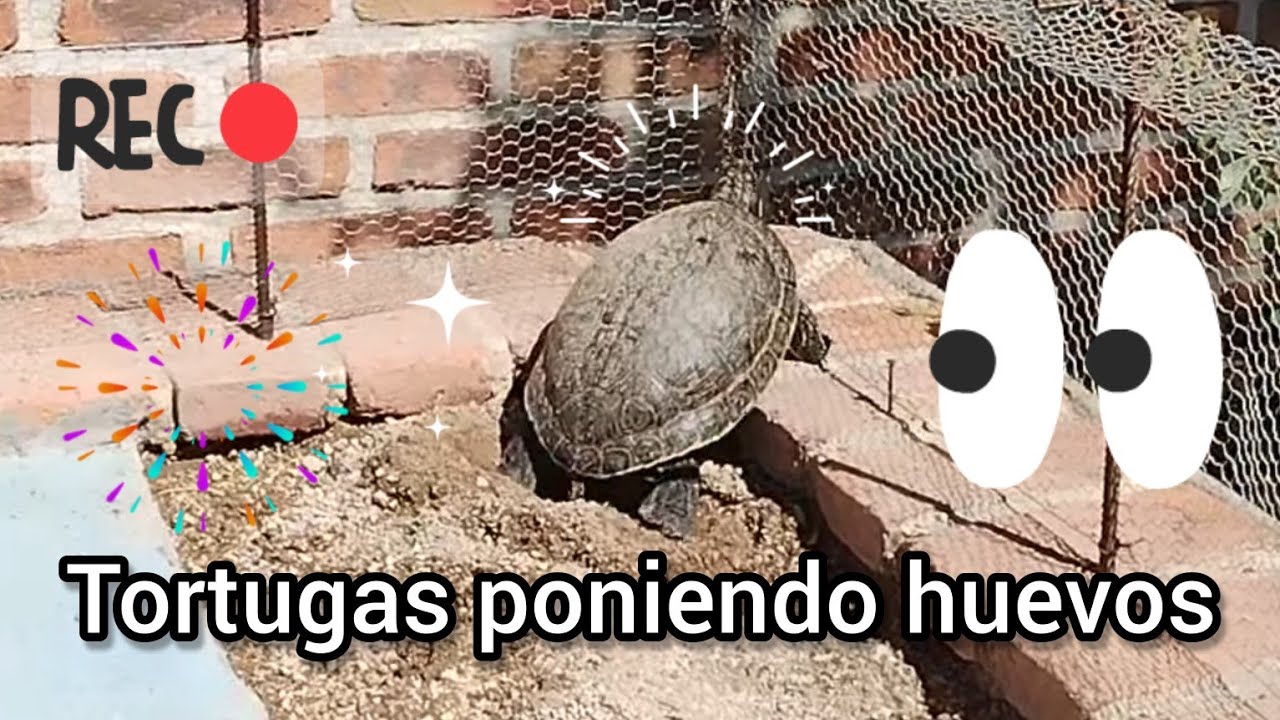 Temporada de desove en mis tortugas. 🐢🙂🌵