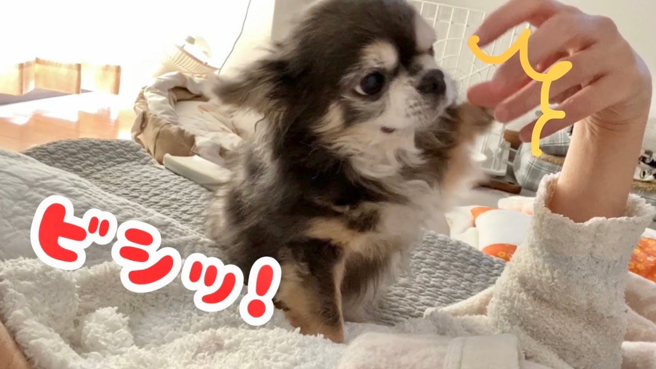 【要求強め】ヘッドマッサージが好きなチワワ【犬】