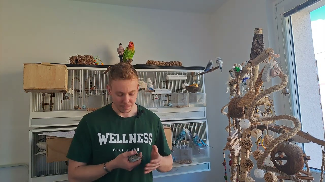 Hnízdění andulek 🪺