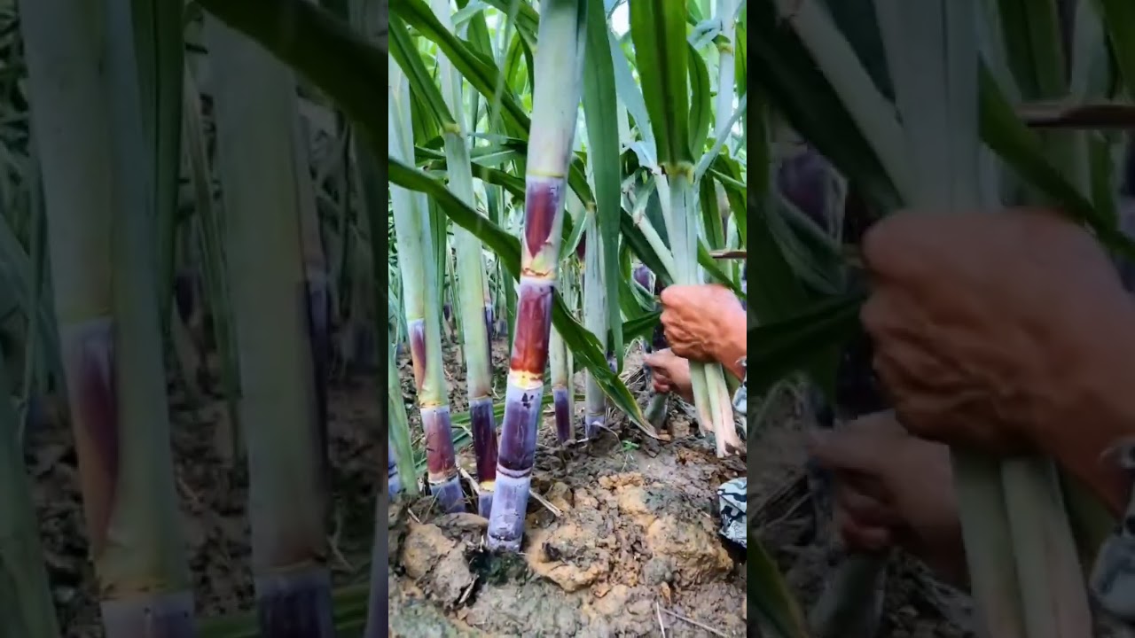 Sugarcane Farming #satisfying #shot