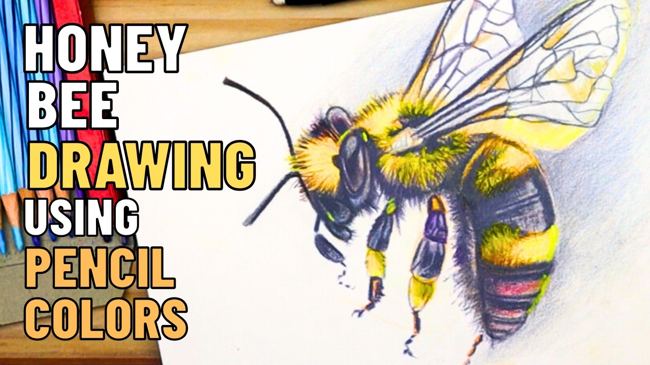 Honey Bee - Realistic Pencil Color Drawing - Art And Craft - ashutosh art studio