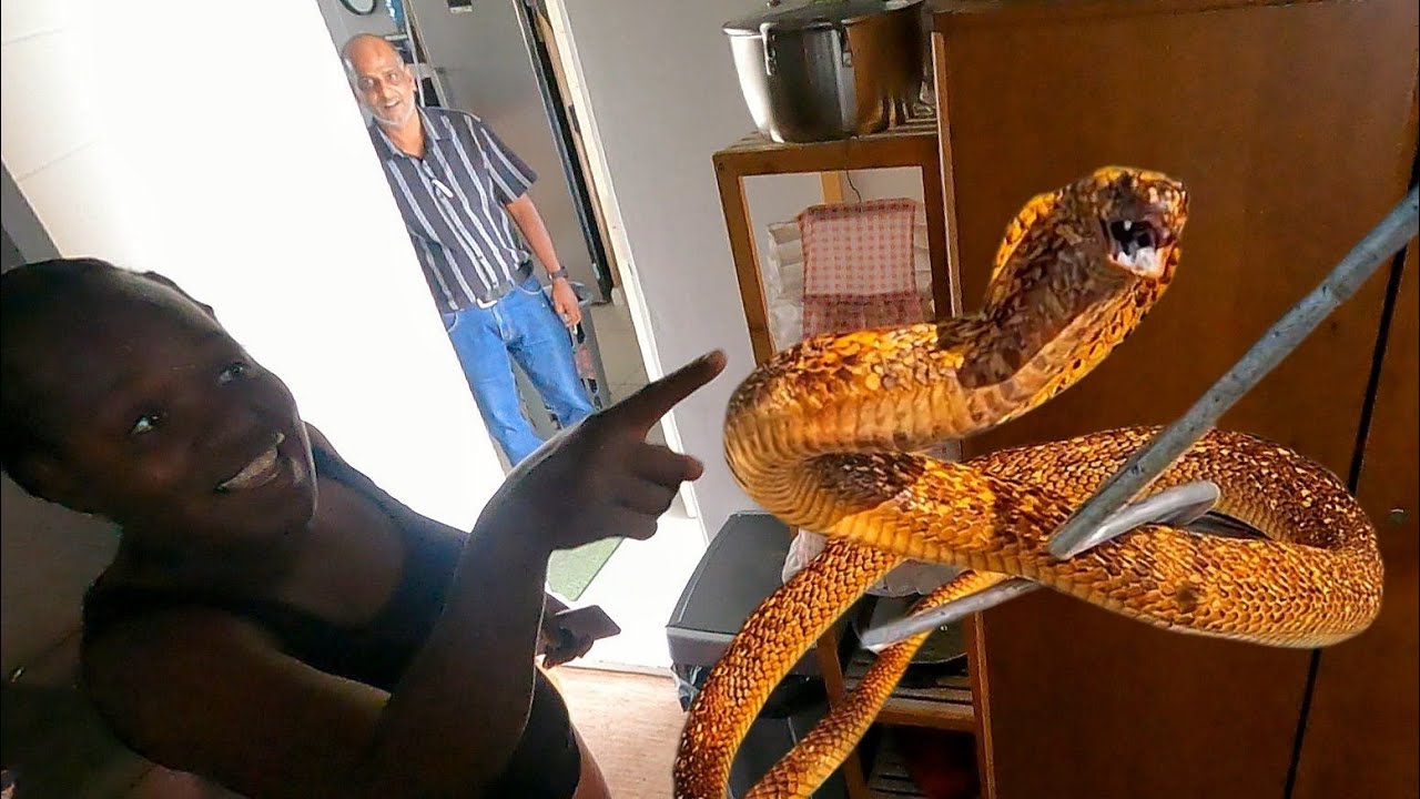 Deadly Cobra Living in their Home!