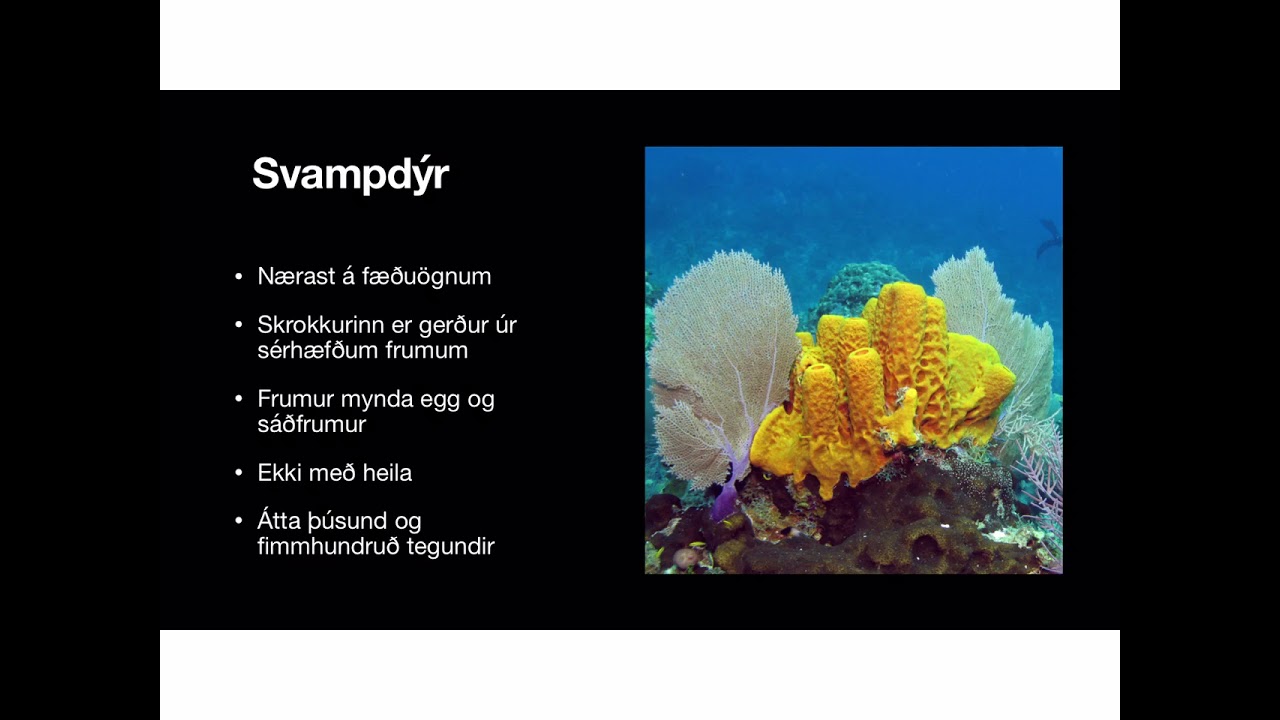 Svampd&yacute;r og Hold&yacute;r- Gu&eth;bj&ouml;rg Bjartey