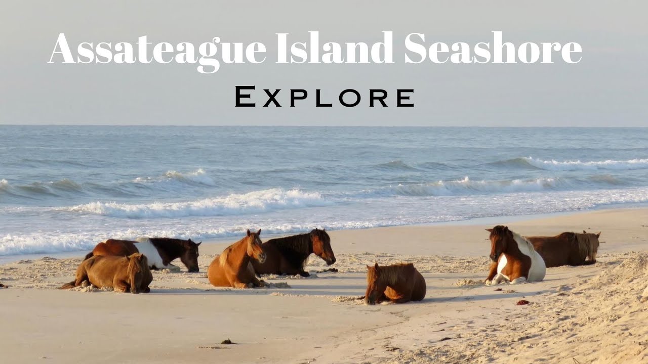 Assateague Island - Maryland, MD - Tour Guide - National Seashore - Wild Horses [4K]
