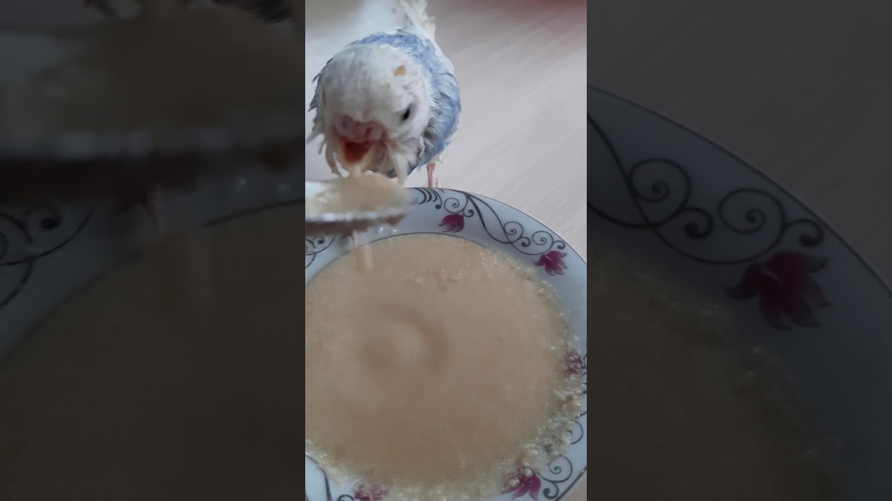 Annesi tarafindan gagasi kirilan muhabbet kuşu nasil beslenir