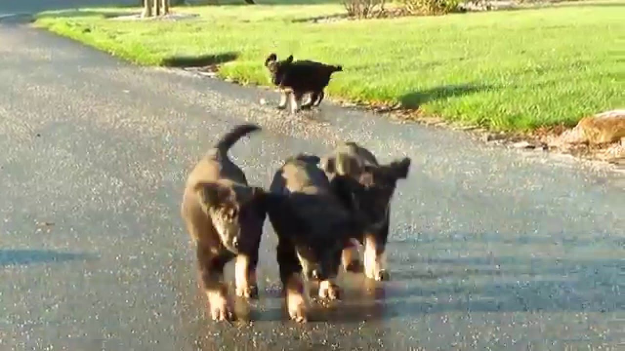 F-Wurf vom Düringer Moor - 7 Wochen alt