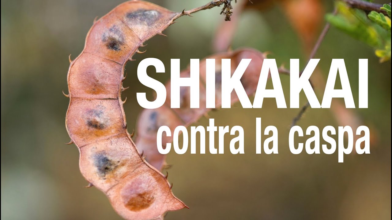 Shikakai para controlar la caspa
