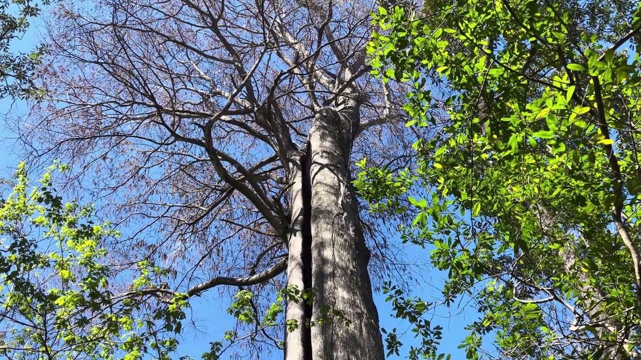 Pasco's Hidden Giant: Walking the Cypress Boardwalk at Upper Pithlachascotee River Preserve 🌳