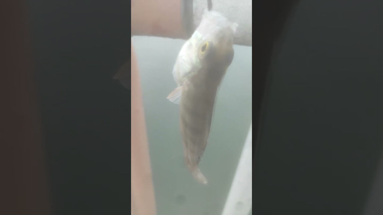 Biban la musca artificiala Golești 4-12-2023