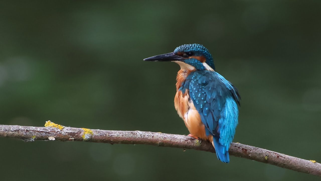 Birdwatching in Baden-Württemberg, Germany