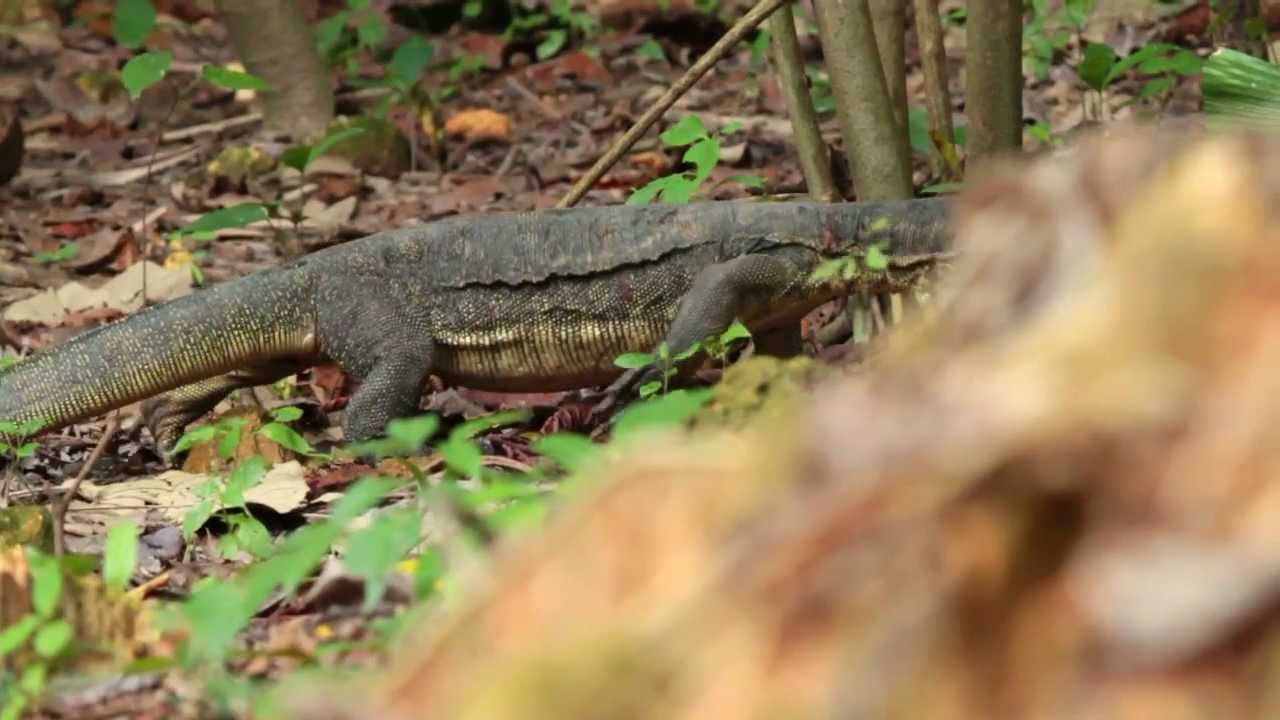 Documentary on Sungei Buloh Wetland Reserve