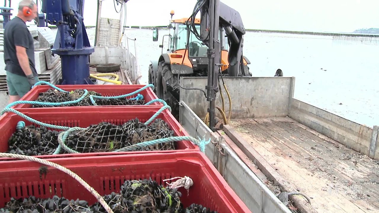 Les Merveilles du Cap : Production de moules à Plévenon Cap Fréhel 22
