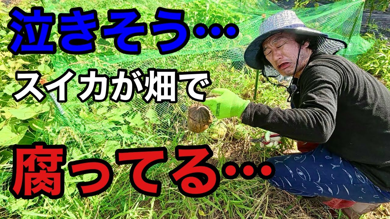 【またトラブル】ネットを張って鳥対策したスイカが腐ってしまった。。。【園芸超人カーメン君】