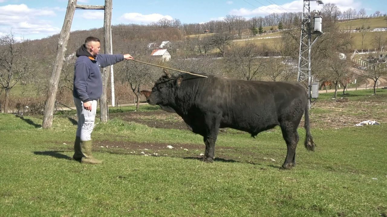 - ČAST MI JE DA MOJ MRKONJA NASTUPA NA VELIKOJ KORIDI KOD MEHMEDOVIĆA
