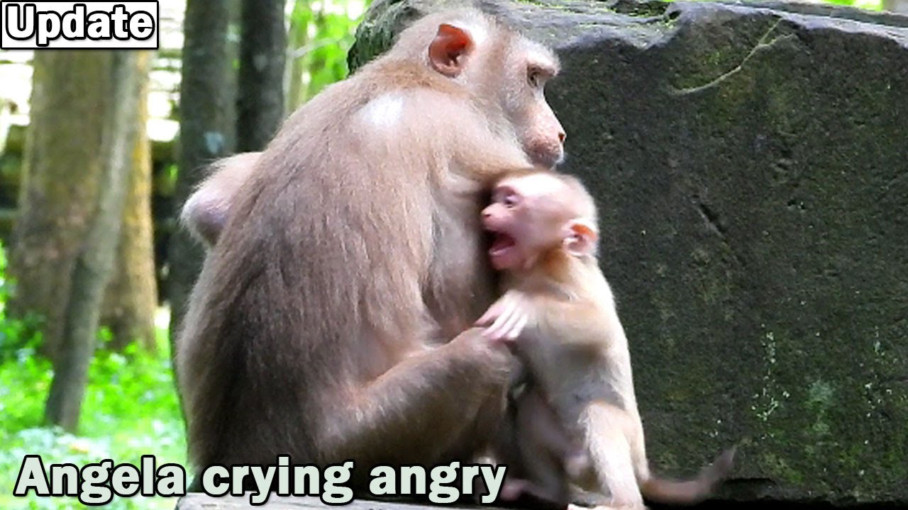 Cry... cry by angry Libby refuse adopt her, Baby Angela shout crying till falling from the stone