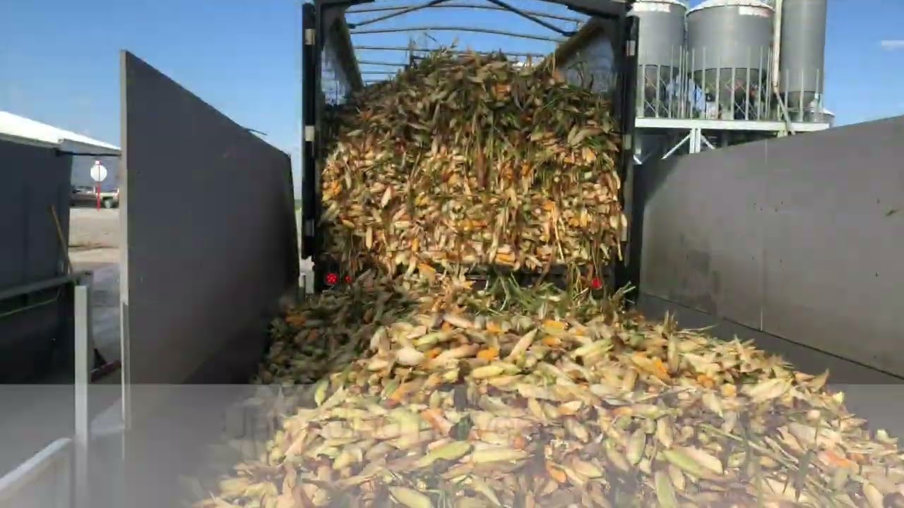 How is seed corn produced?