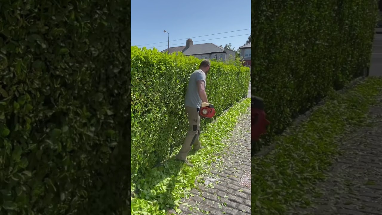 Hedge Trimming #garden #shorts #short #satisfying #hedgecutting