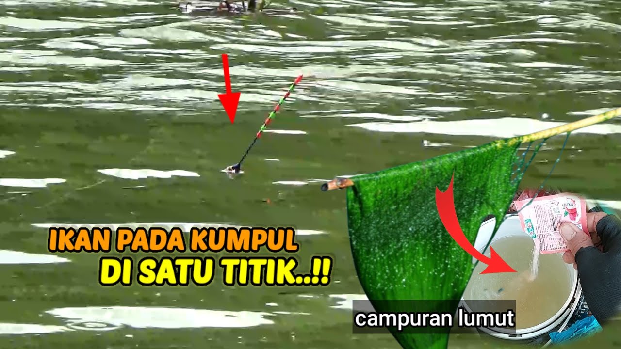 HAUP PARAH..!! Campuran lumut buat umpan mancing nila #umpanjitu 
