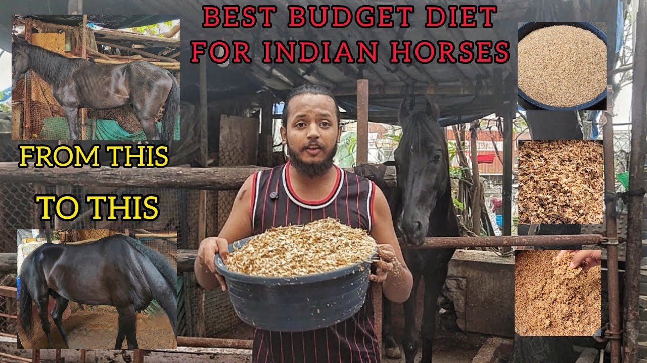 Best and budget friendly diet for Indian Horses 🐎 | Quantity, timings and proportion discussed.