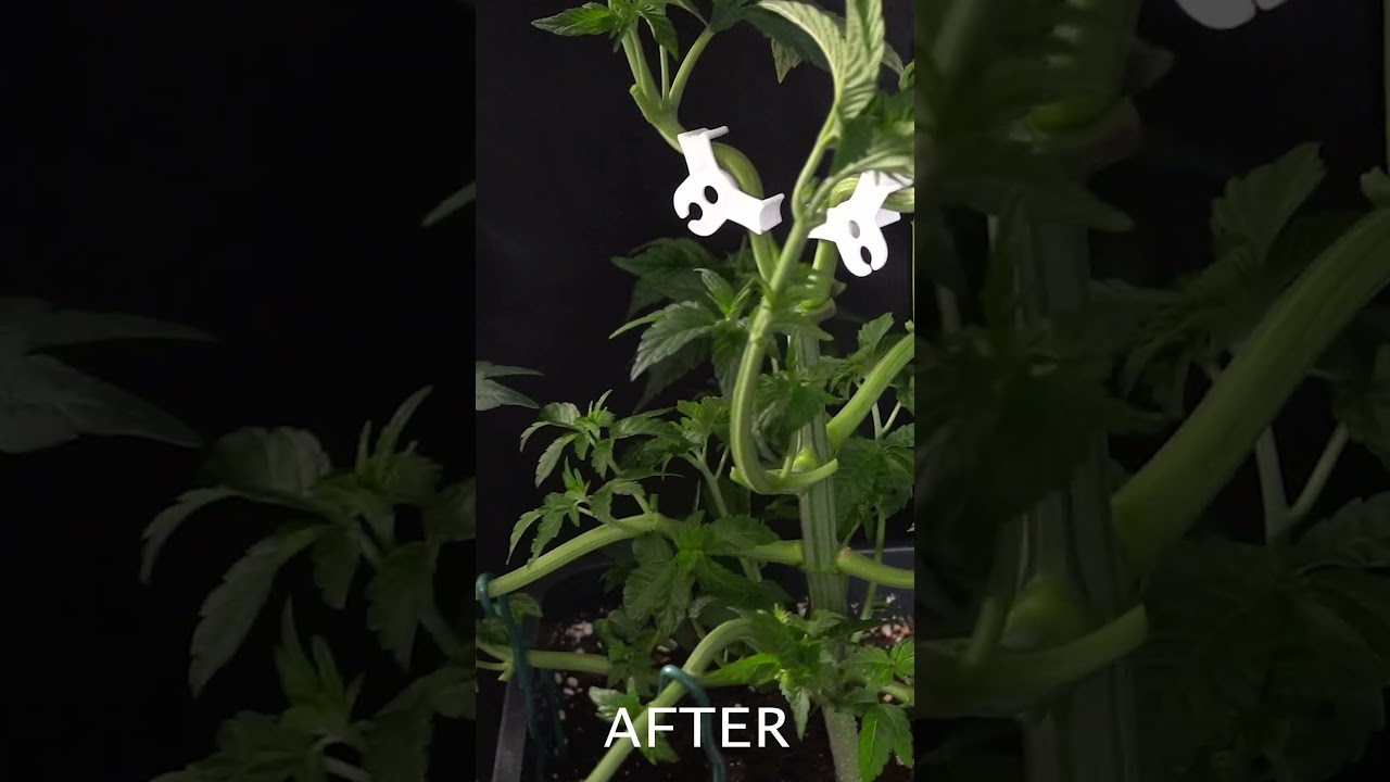 Grape Venom - Before and After  Defoliation