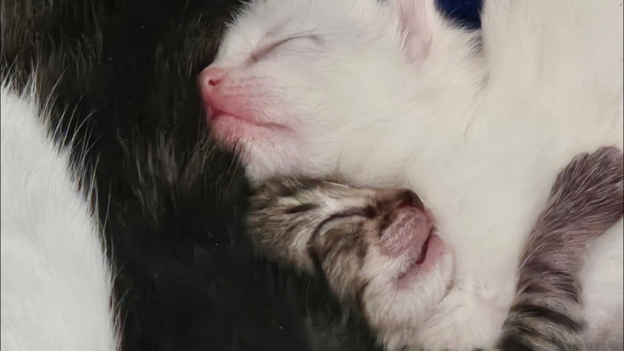 Babies! 1 week old kittens.