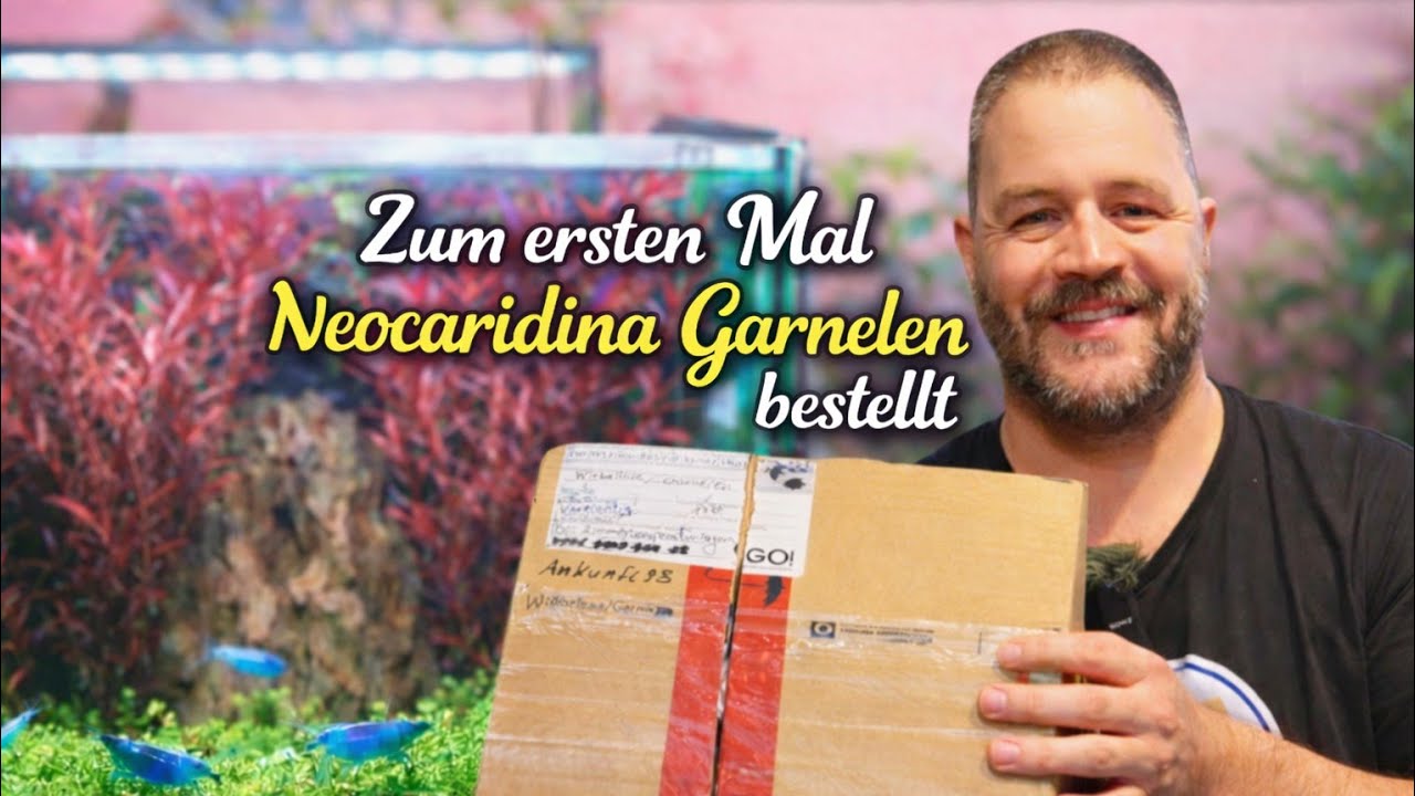 Neocaridina Garnelen Bestellt
