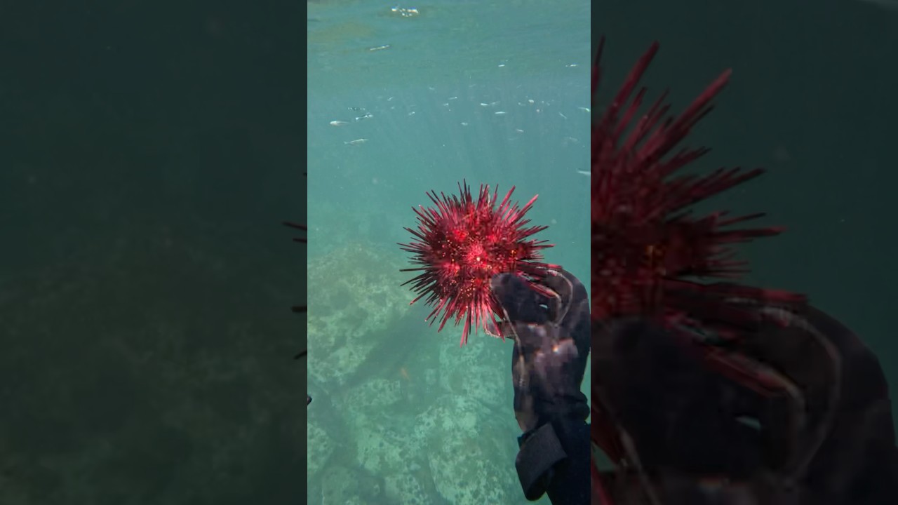 Как ловить морских ежей в Калифорнии
