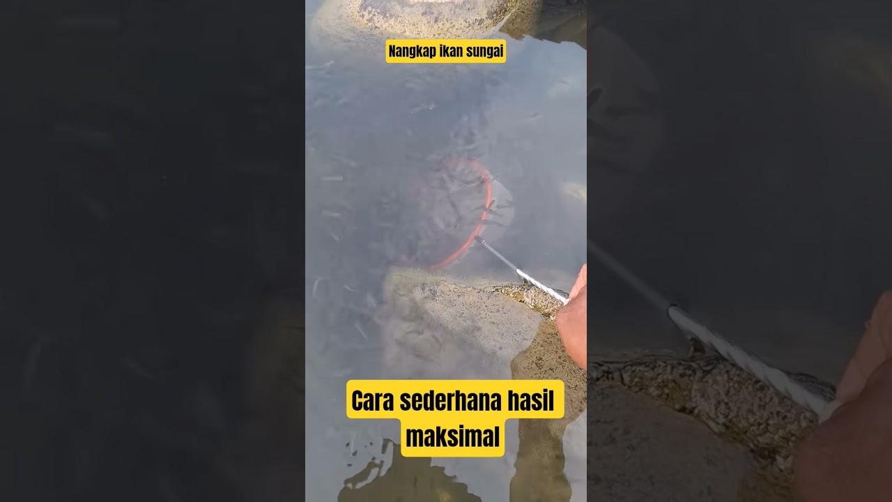 Cara sederhana menangkap ikan #ikan #perikanan #mancing #menangkapikan #ikankali #ikankecil #inovasi