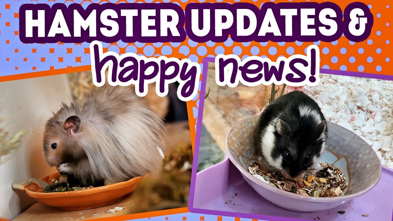 Hamster Updates & Happy News!