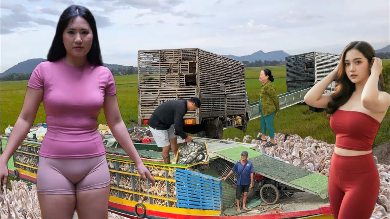 A close look at the daily life of a farmer raising 10,000 free-range ducks.