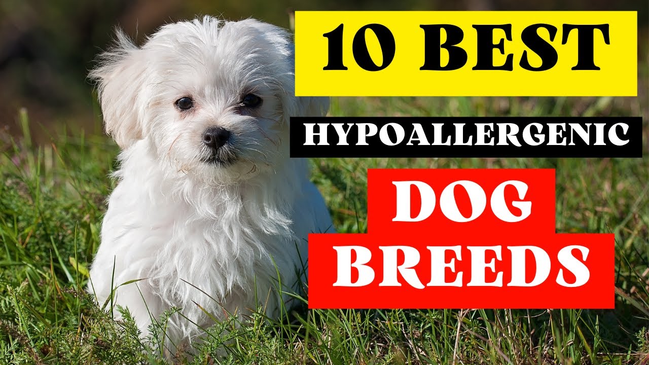 10 Best Hypoallergenic Dogs That Dont Shed (Small Dogs for First Time Owners)