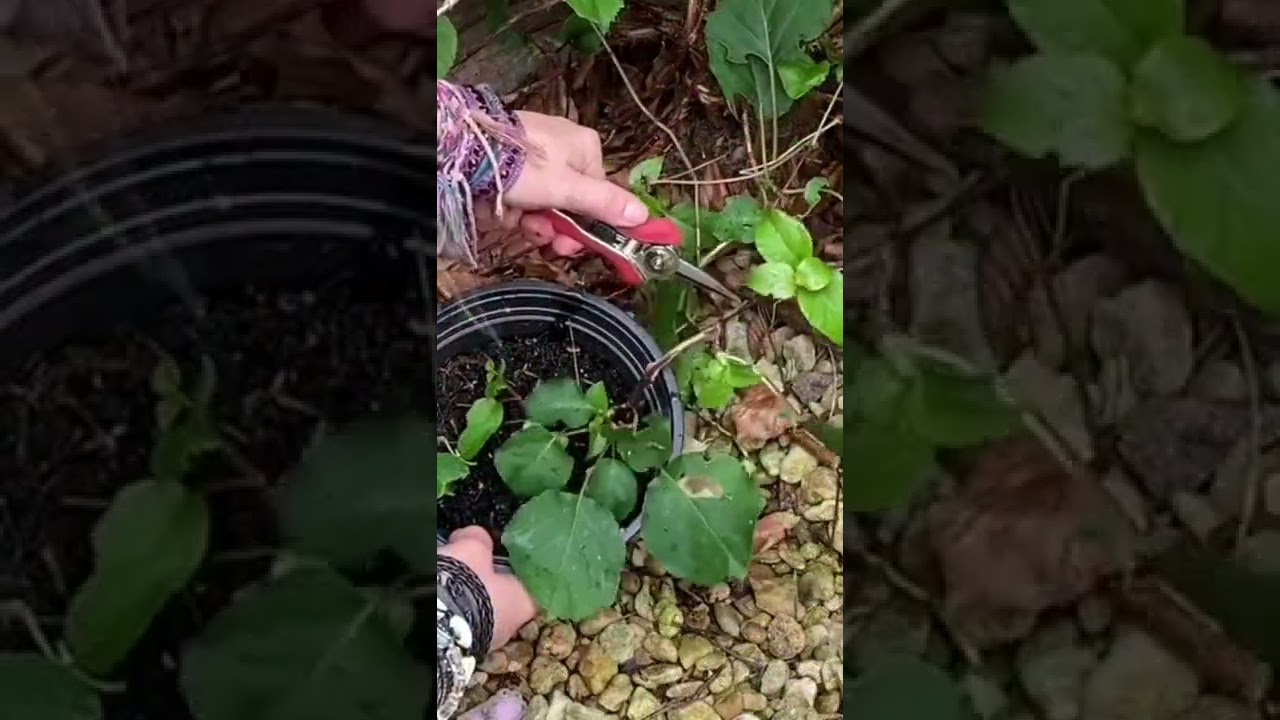 How to propagate climbing hydrangeas. More free tutorials on my Insta at anya_thegarden_fairy