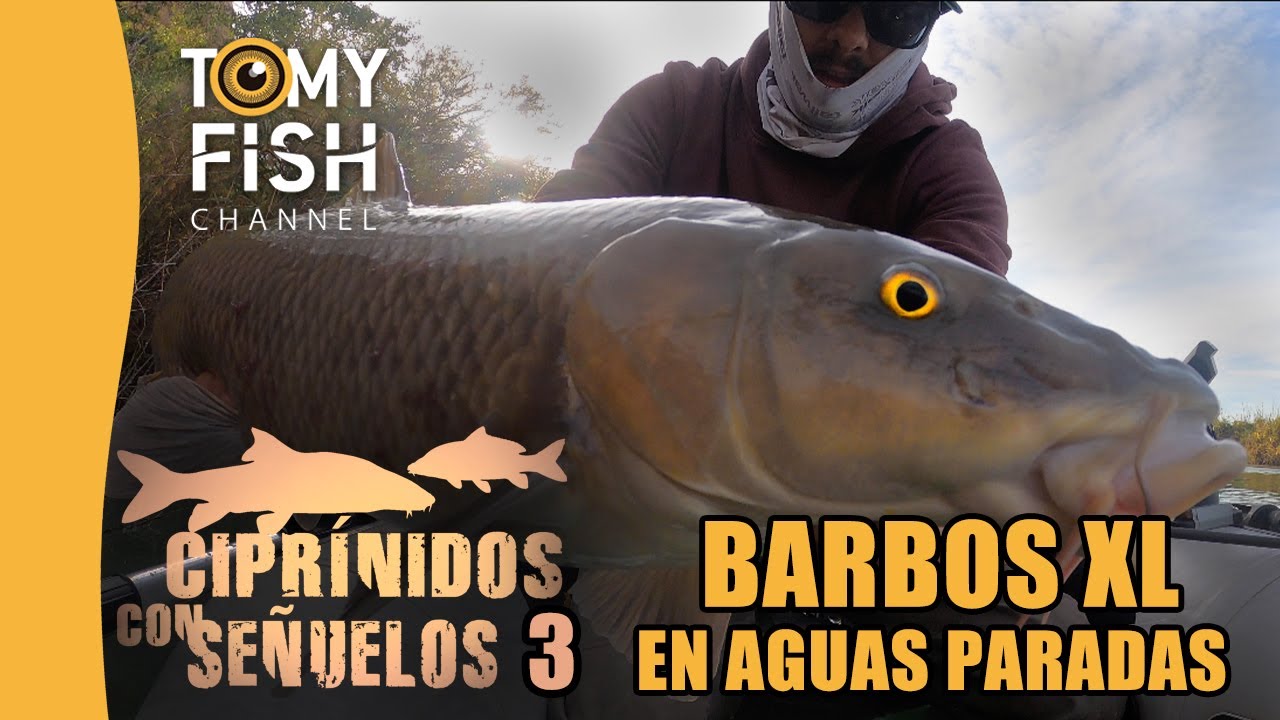 Barbos XL en aguas paradas. 🧘🏼‍♂️Ciprínidos con señuelos 3.