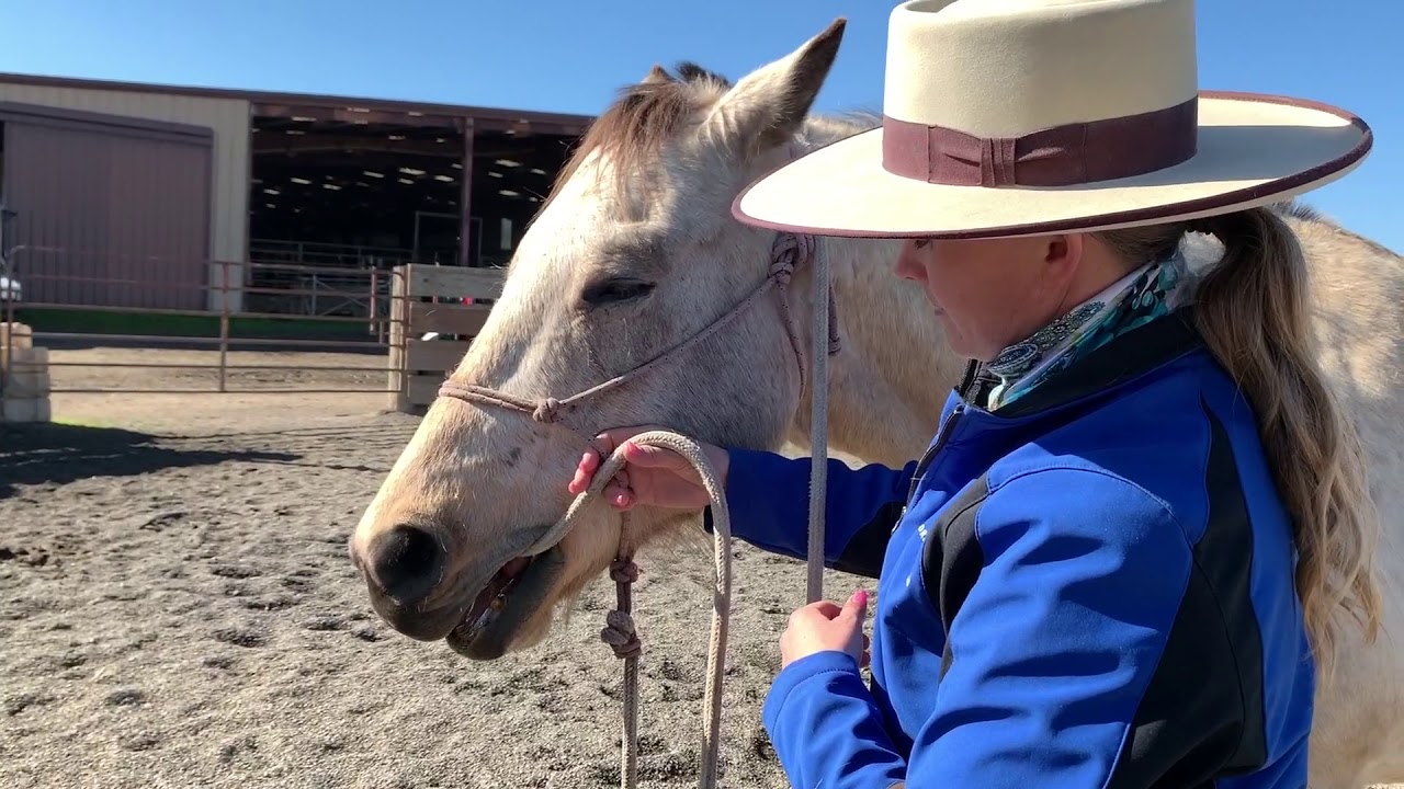 How to introduce the bridle and bit