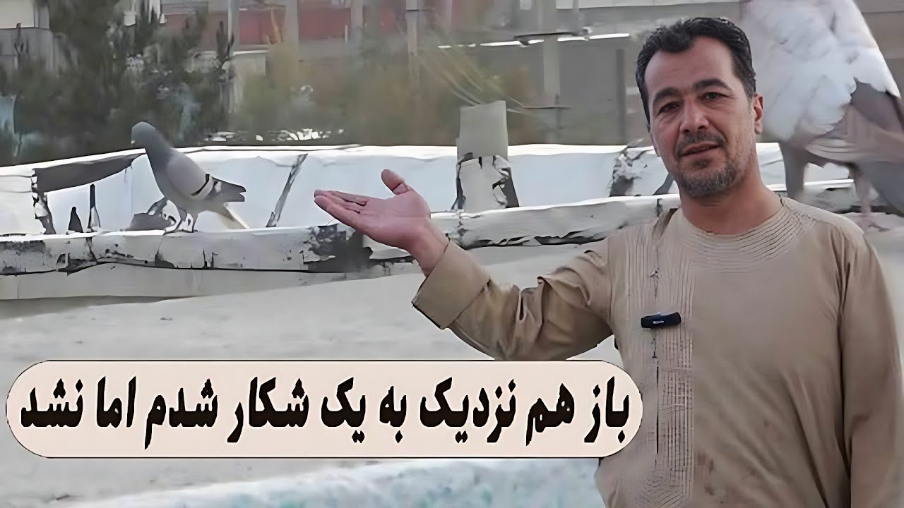 باز هم نزدیک به یک شکار شدم اما نشد که نشد/0156Afghan Shawqi