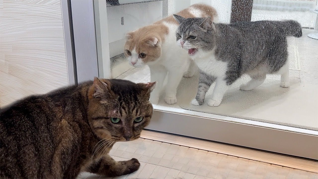 新入り猫と先住猫が思わぬ形で初対面したらまさかのこうなっちゃいました…