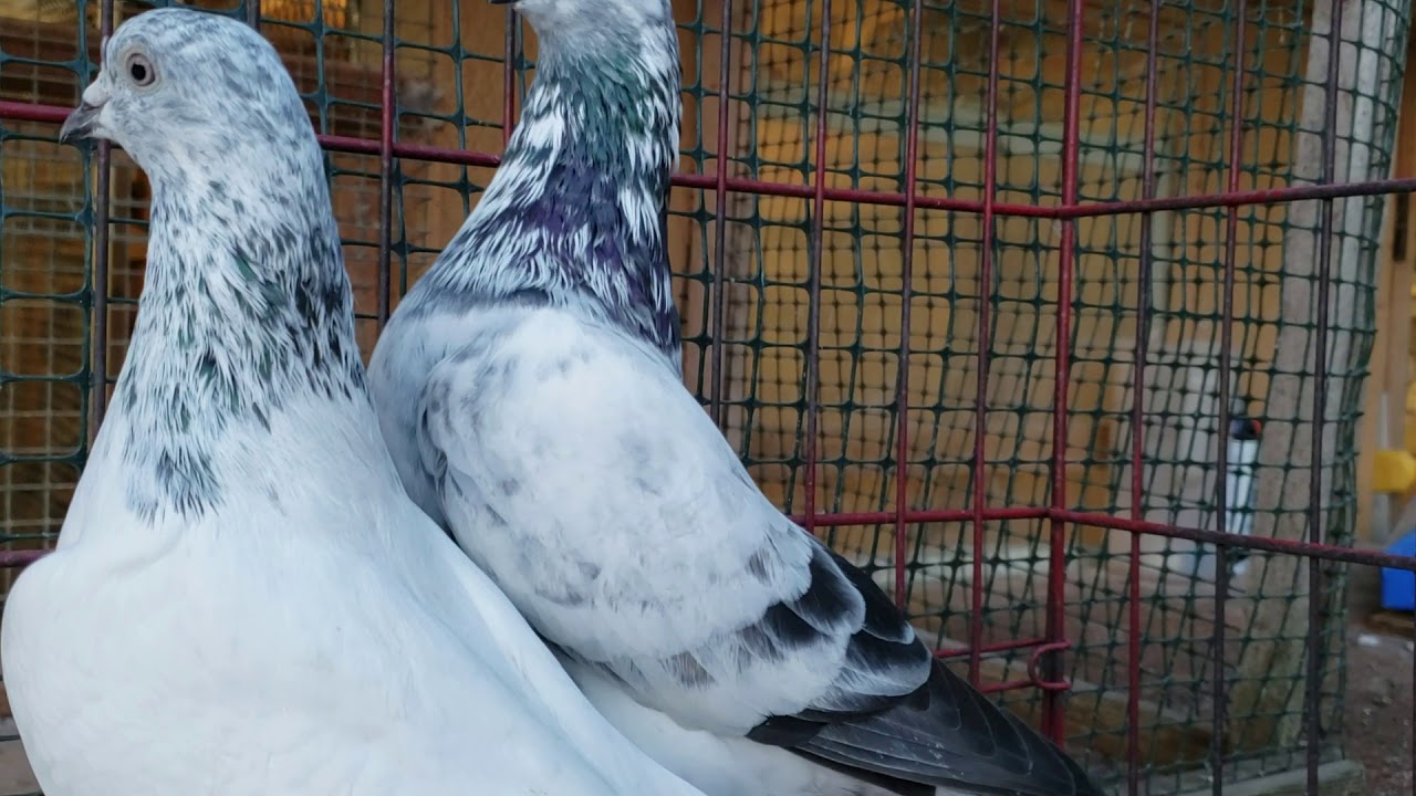 The difference between a Pakistani High Flyer and Pigeon Jewelry.