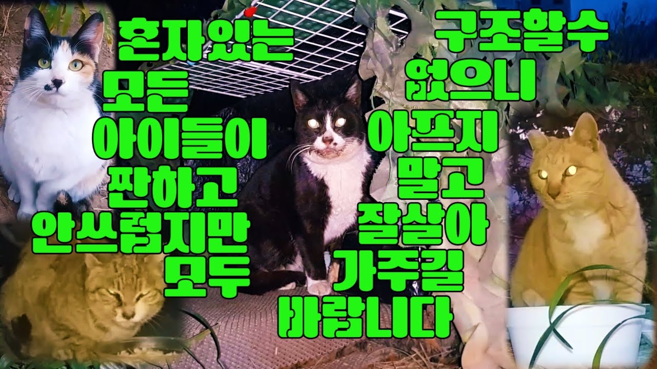 혼자 있는 모든 아이들이 짠하고 안쓰럽지만 모두 구조 할수 없으니 아프지 말고 잘 살아주길 바랍니다