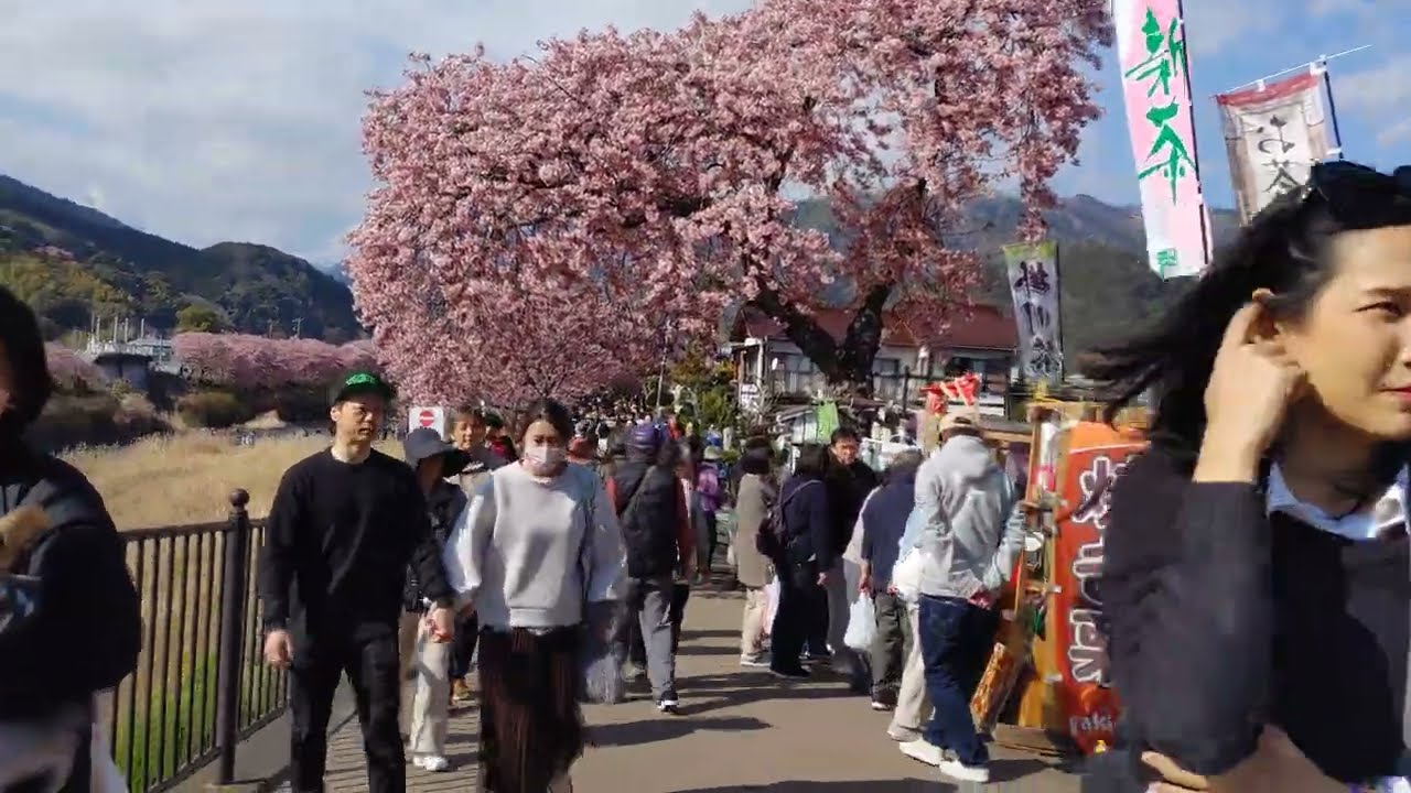 静岡県河津町　河津桜まつり