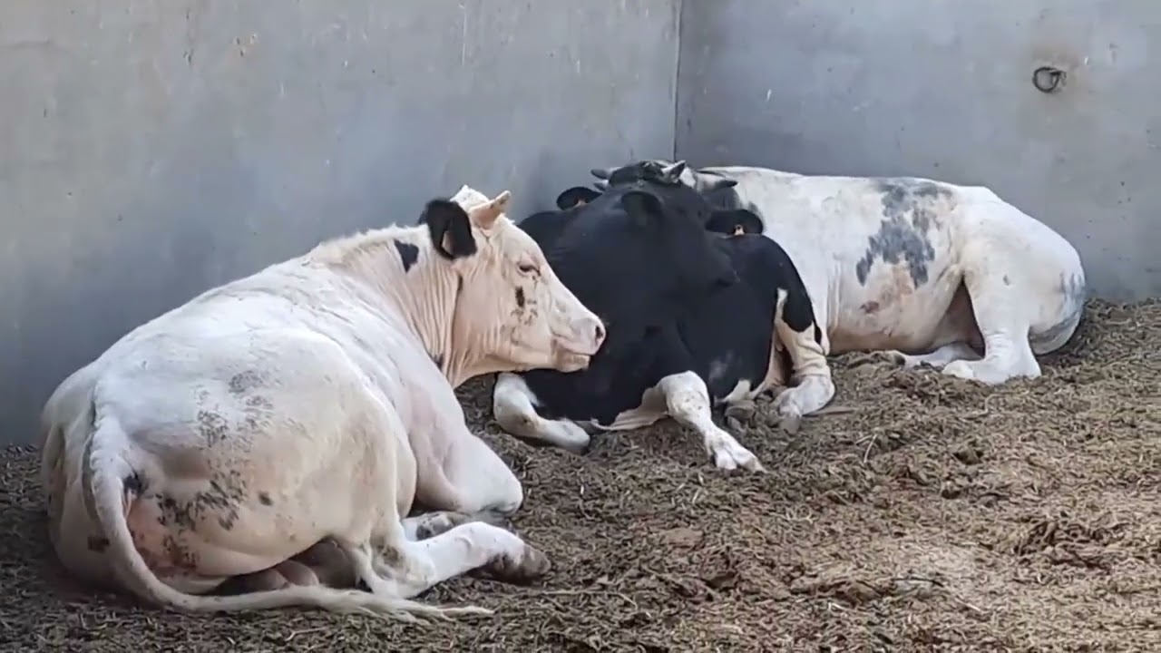 افضل خلطه لتسمين العجول