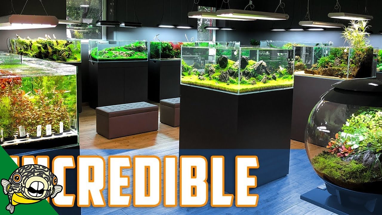 The BEST Aquascaping Store in the WORLD!